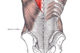 Lower Back Position Control – Mark Rippetoe